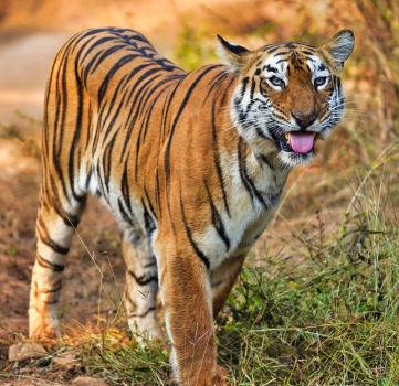 Wildlife_Tadoba tiger-1