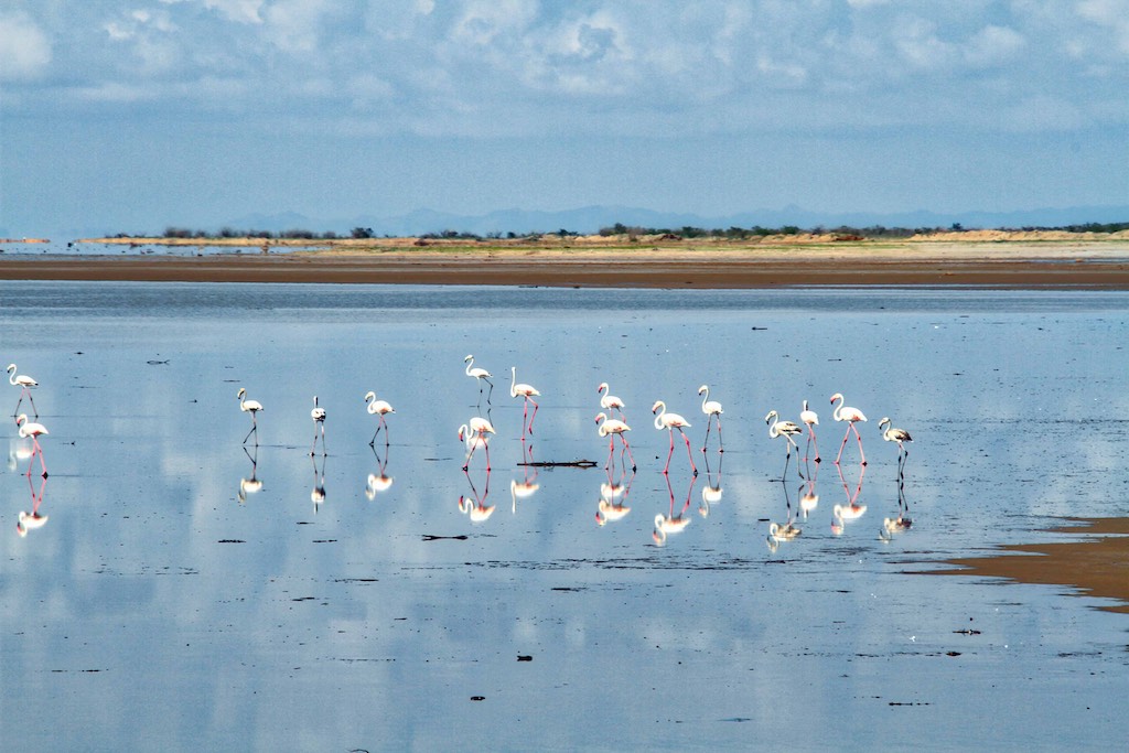 Flamingos