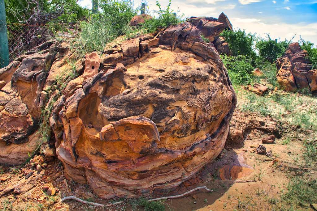 Fossil Park_Another specimen7