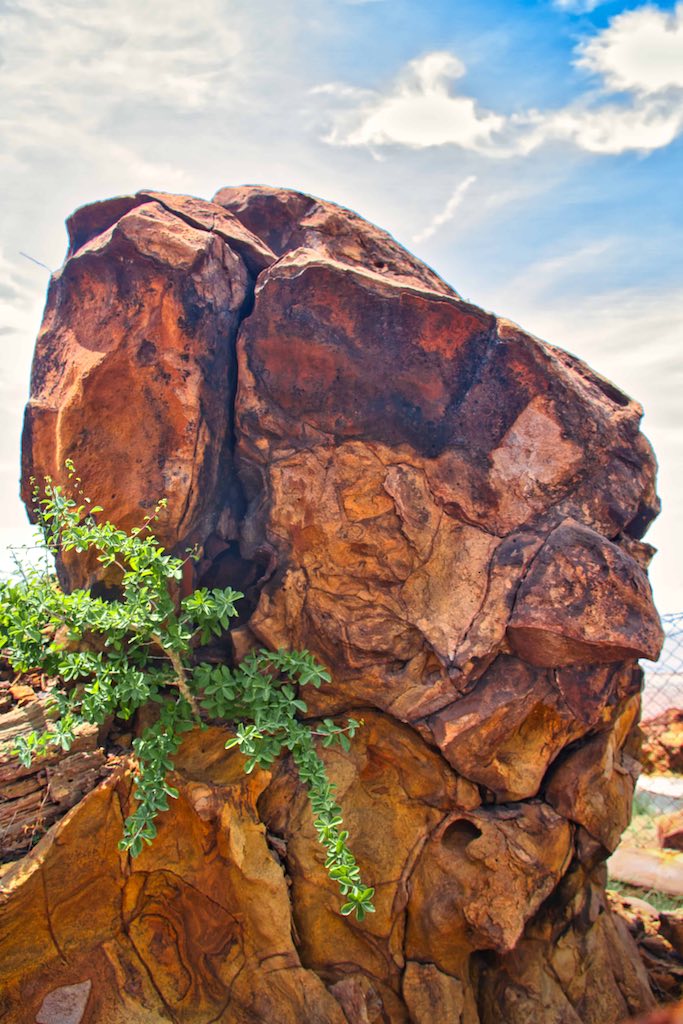 Fossilised trees