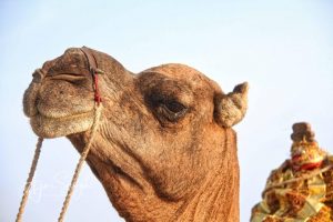 Mandvi-Camel