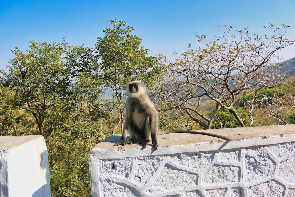 Monkey on the road