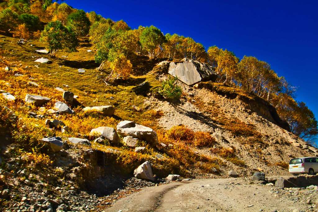 The tree-line with its burst of autumn colours The tree-line with its burst of autumn colours