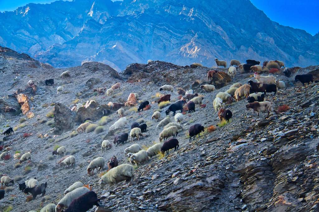Sheep returning home on the hill sides of Gue Sheep returning home on the hill sides of Gue