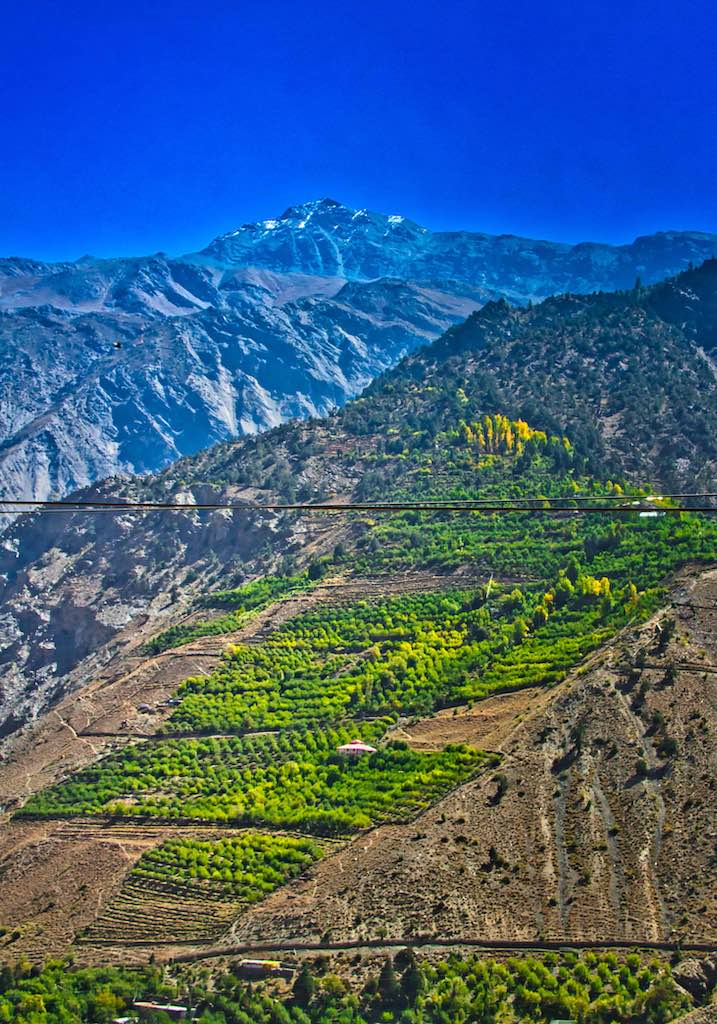 Orchards on the mountainsides Orchards on the mountainsides