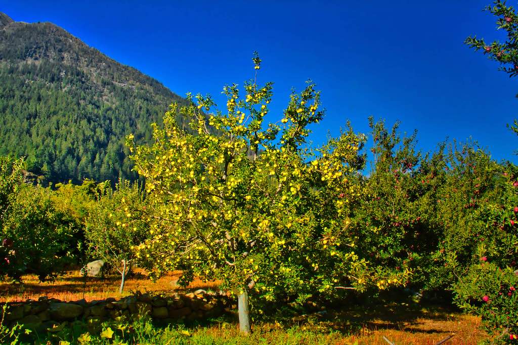 A golden yellow apple tree A golden yellow apple tree