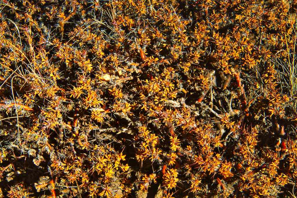 The hardy thorny bushes grow in abundance The hardy thorny bushes grow in abundance