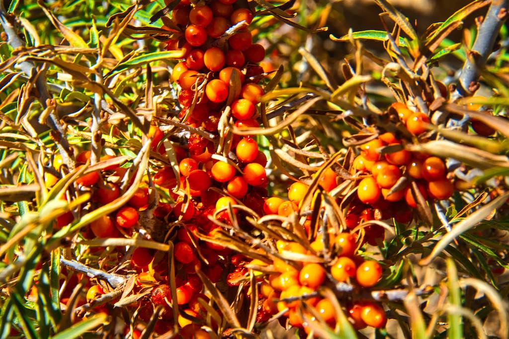 Sea buckthorn bush Sea buckthorn bush