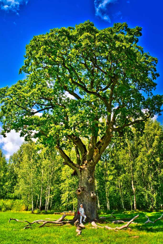 The sacred oak tree