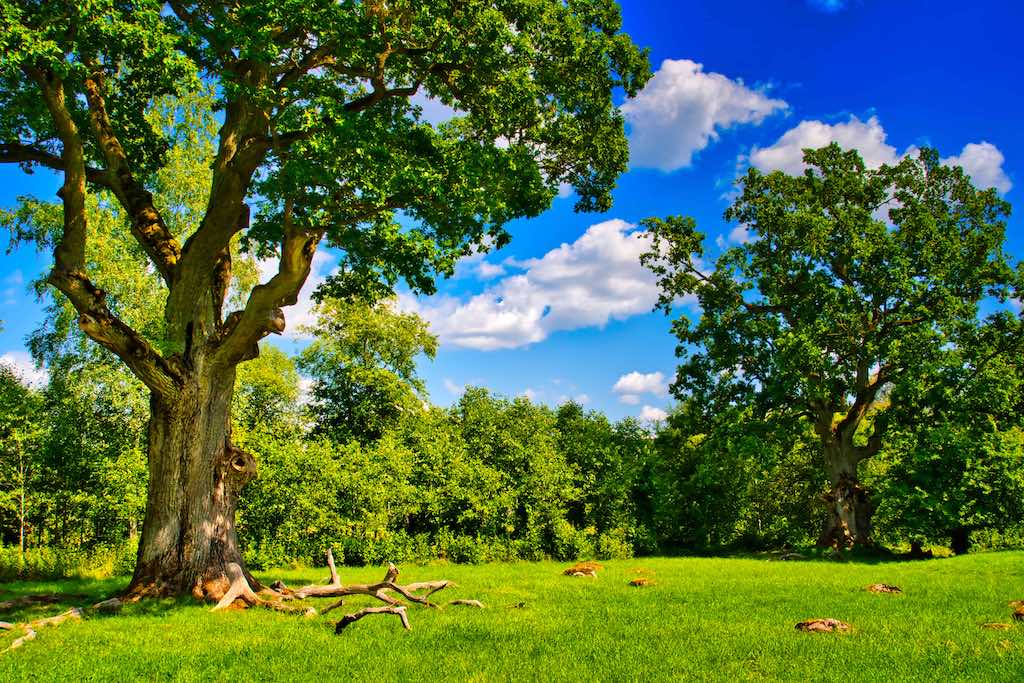 The ancient oak trees in the sacred grove