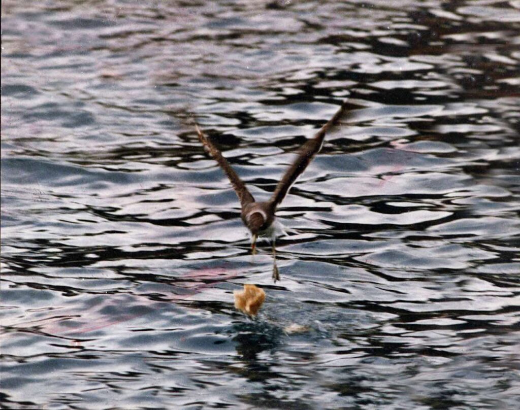 Feeding sea gulls