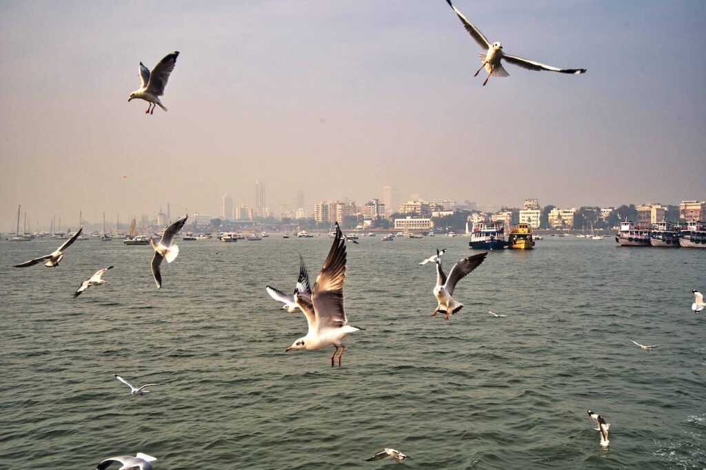 Sea Gulls accompany the ferry