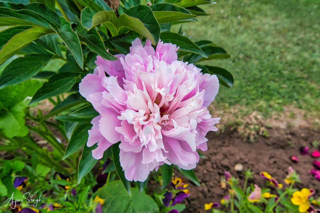Blooming flowers in Nishat Gardens