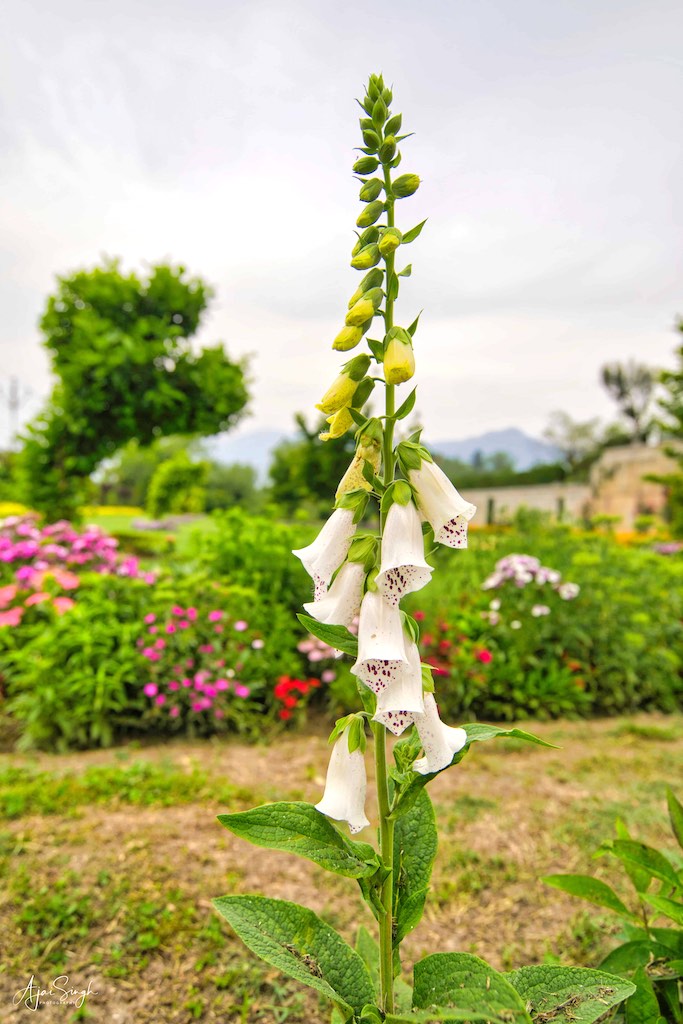 Blooming flowers in Nishat Gardens
