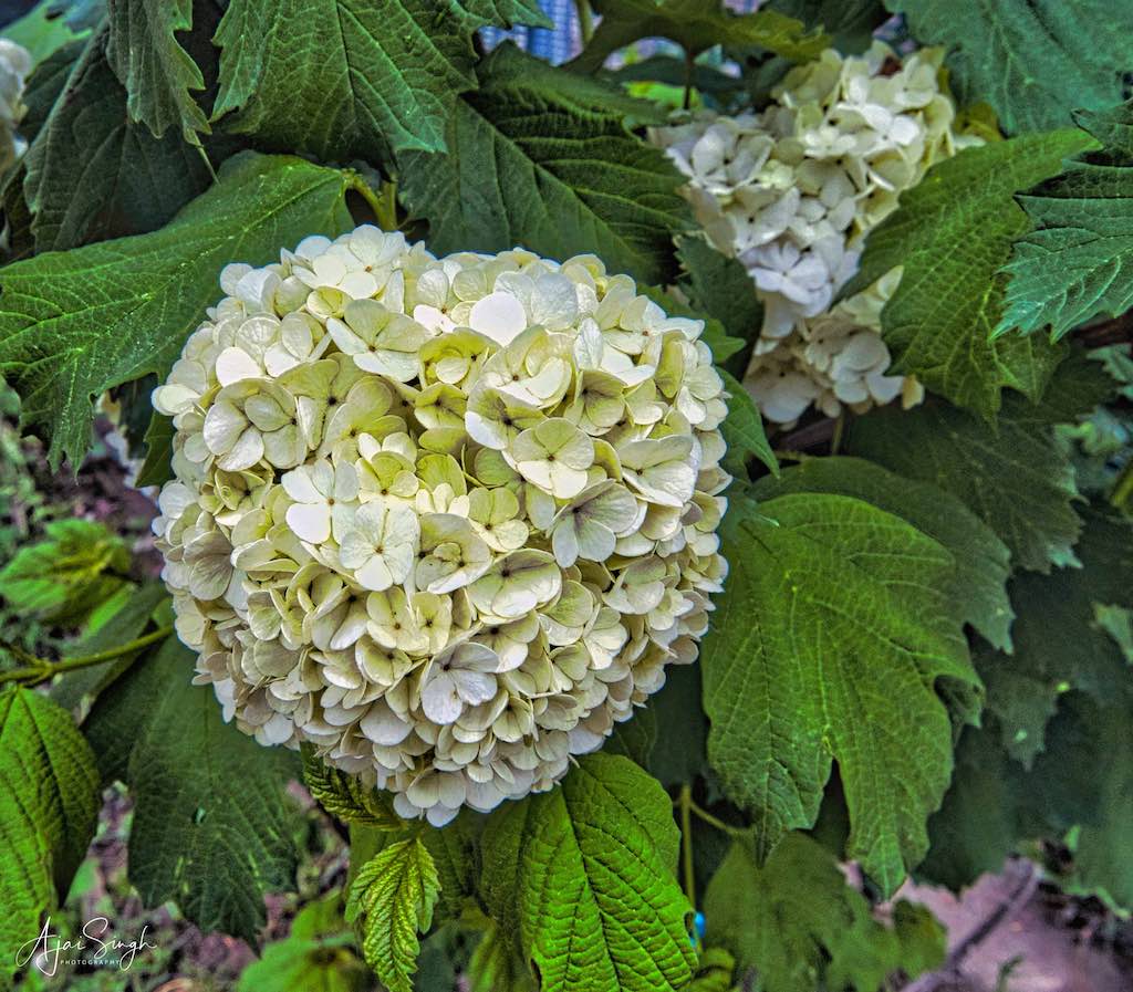 Blooming flowers in Nishat Gardens