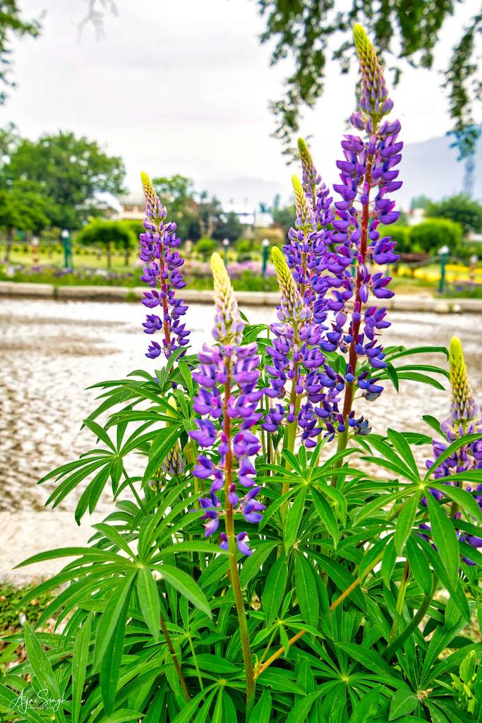 Blooming flowers in Nishat Gardens