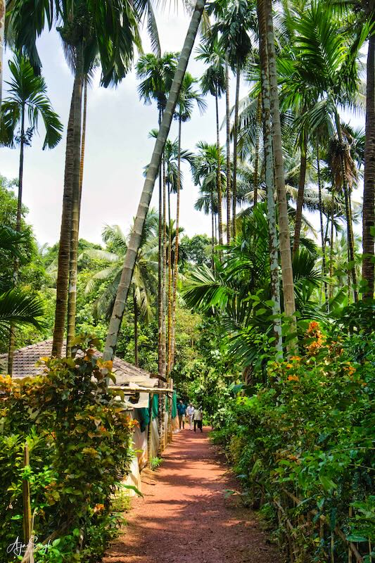 Spice Farm