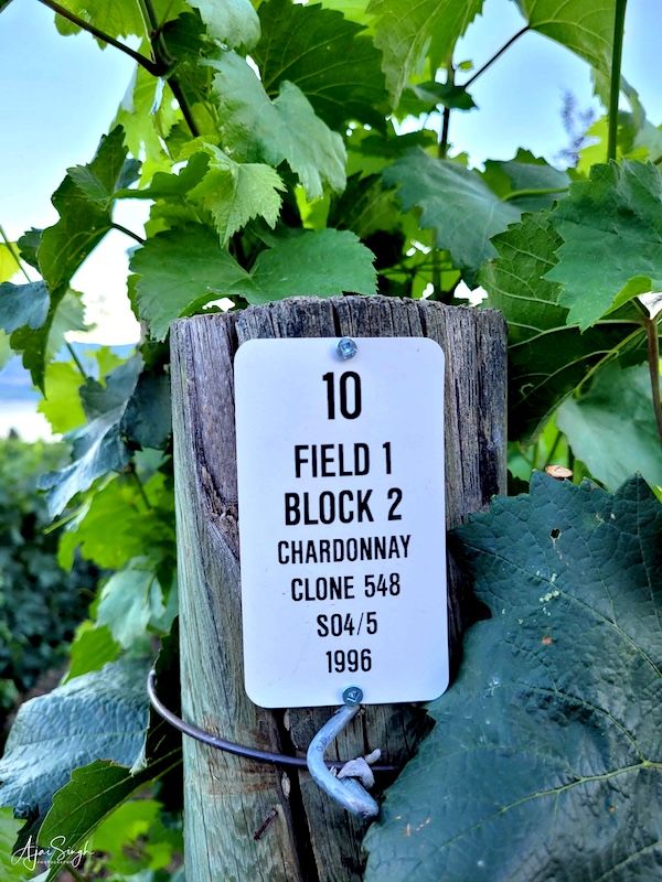 Quail's gate winery