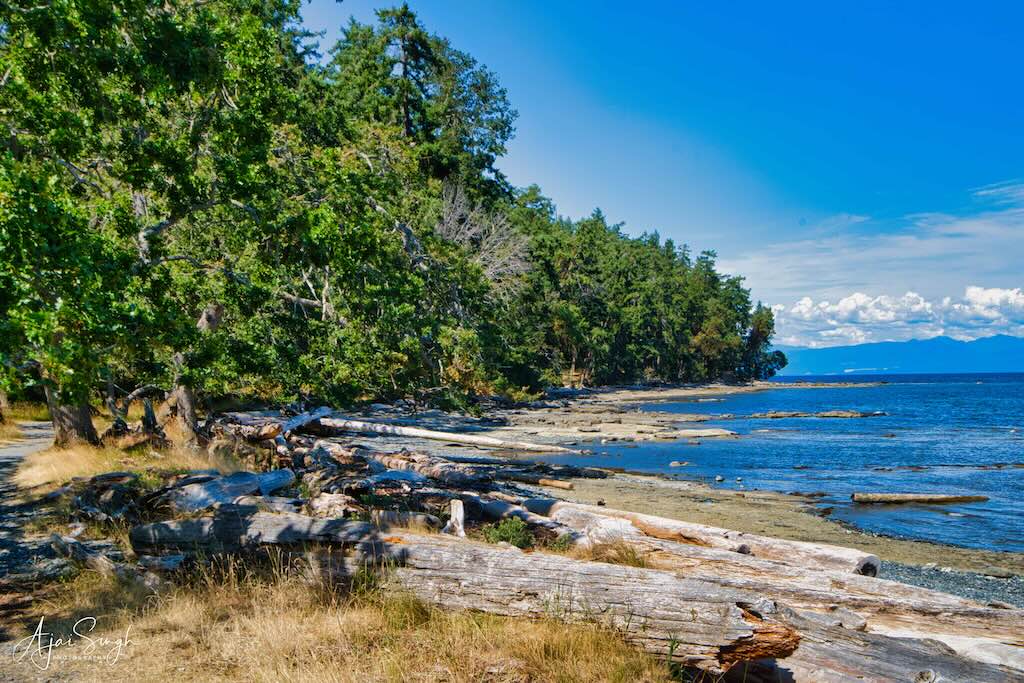 The rocky coastline with driftwood scattered all around