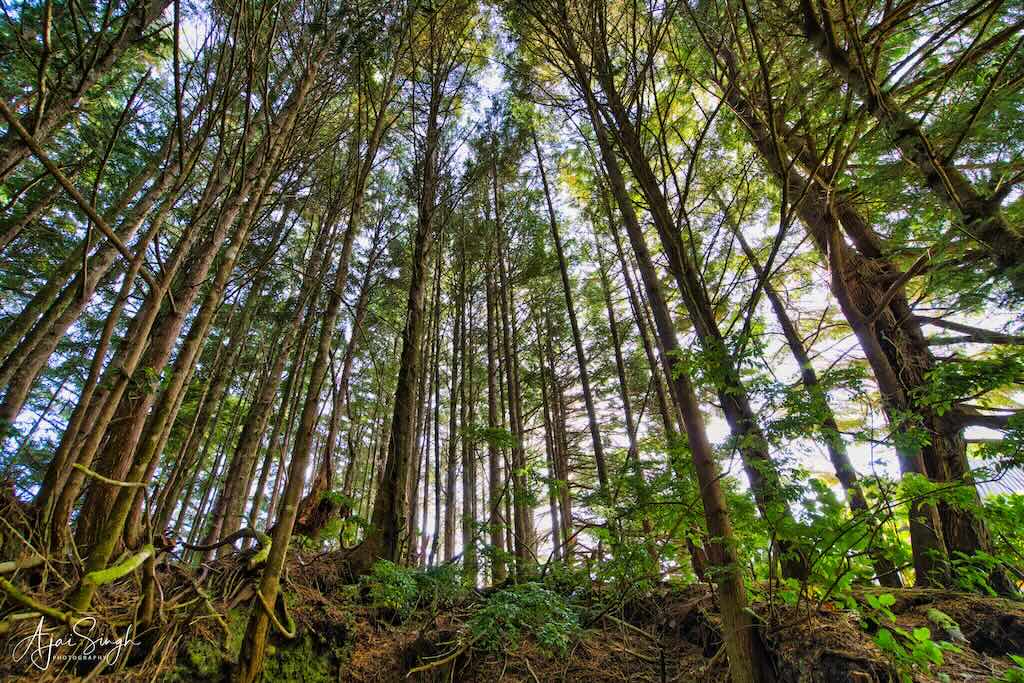 The trees through which the Wild Pacific Trail passes the lighthouse