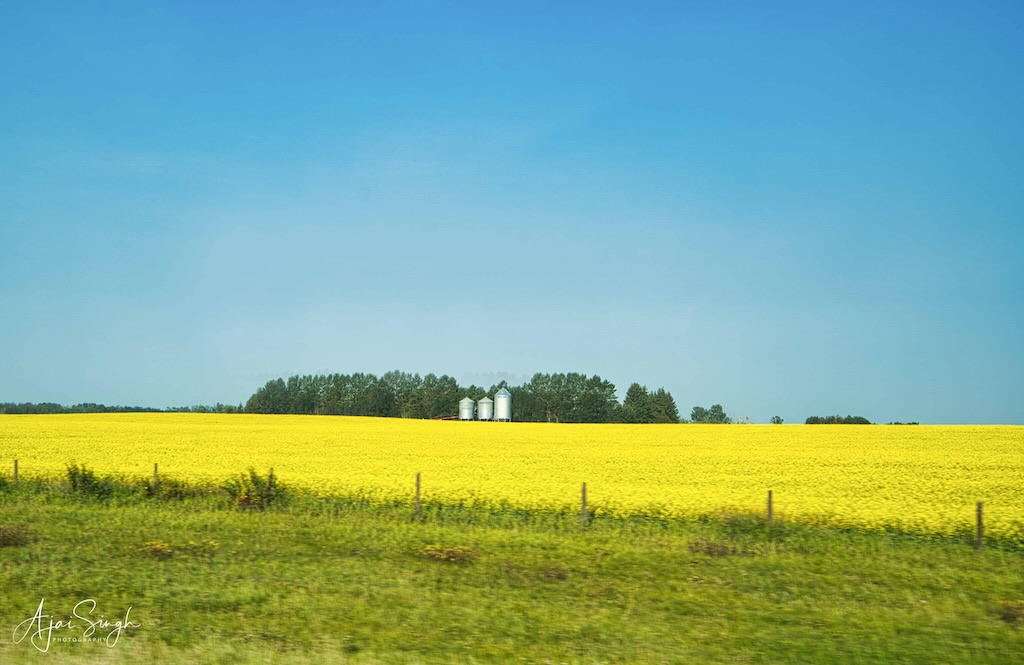 Canola fields