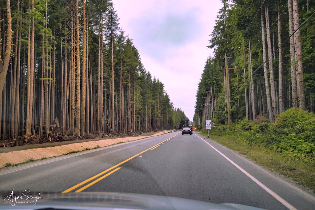 The road to Tofino is straight, with forests on both sides